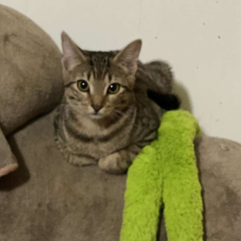 Photo of Petunia #image