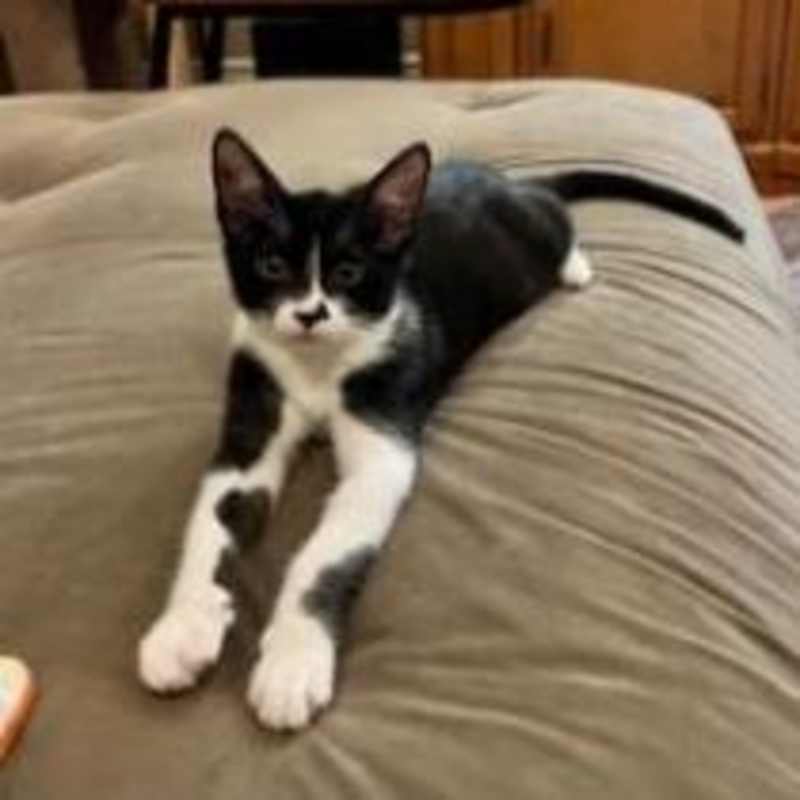 Photo of Rowdy #image