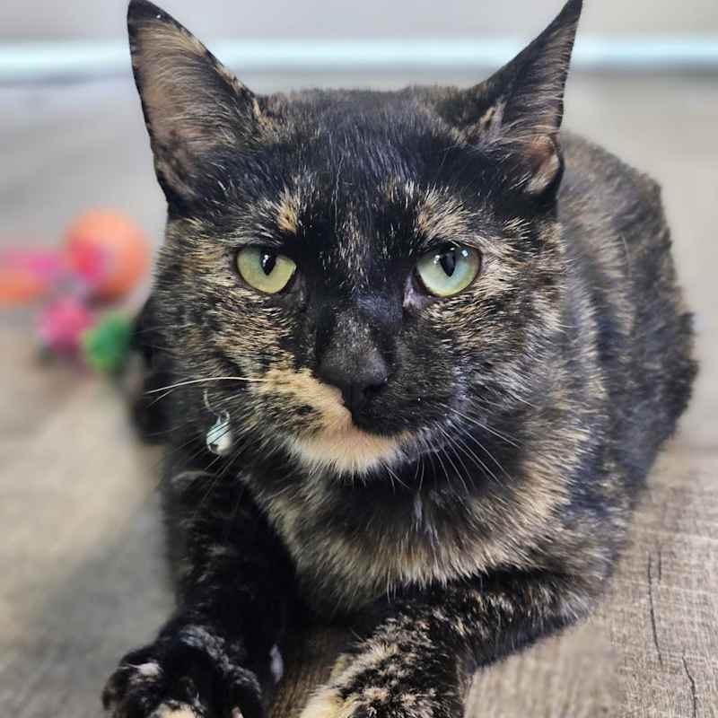 Photo of Miss Kitty  #image