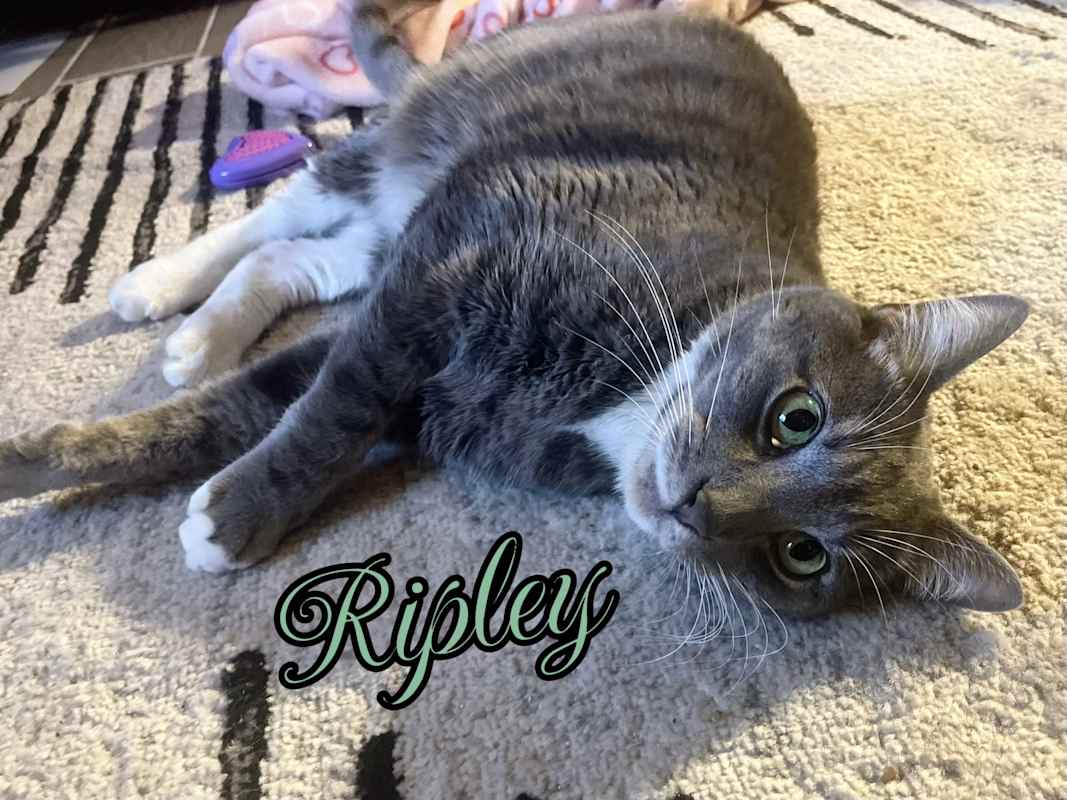 Photo of Ripley #image