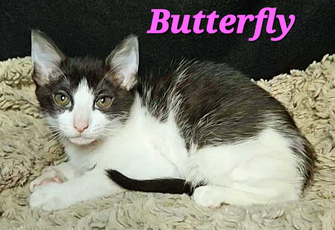 Photo of Butterfly #image