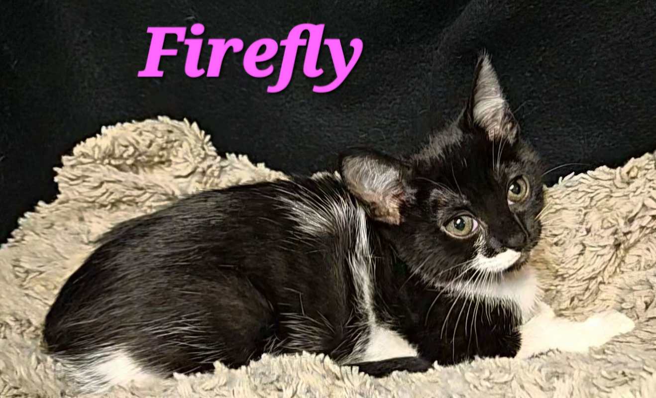 Photo of Firefly #image