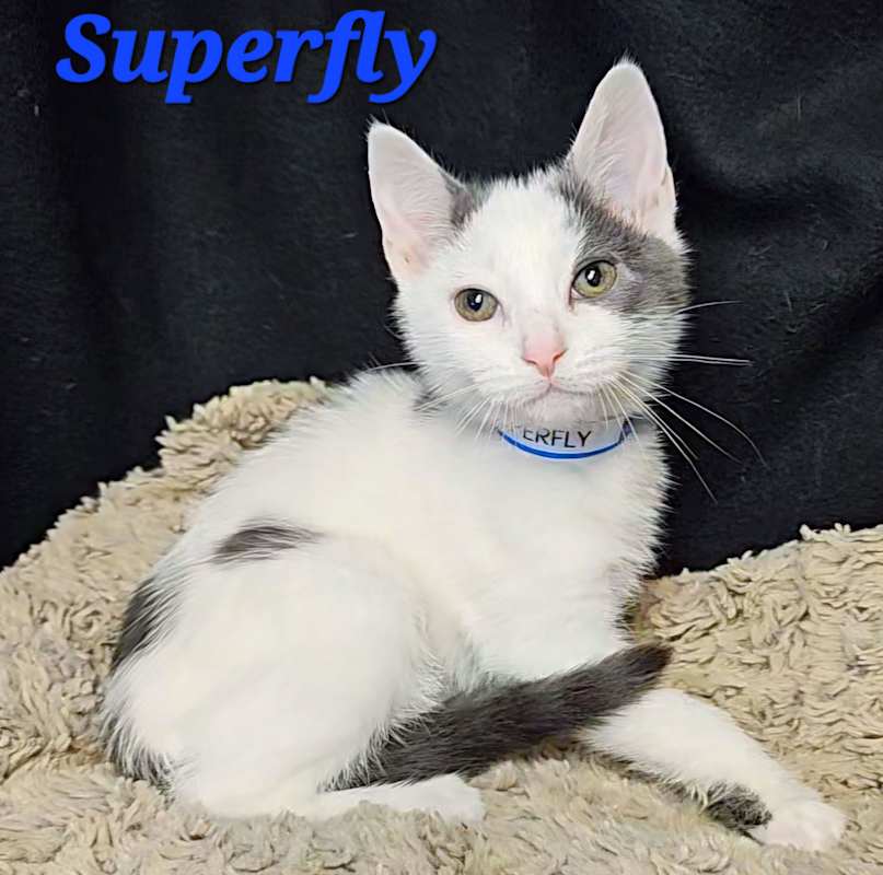 Photo of Superfly #image