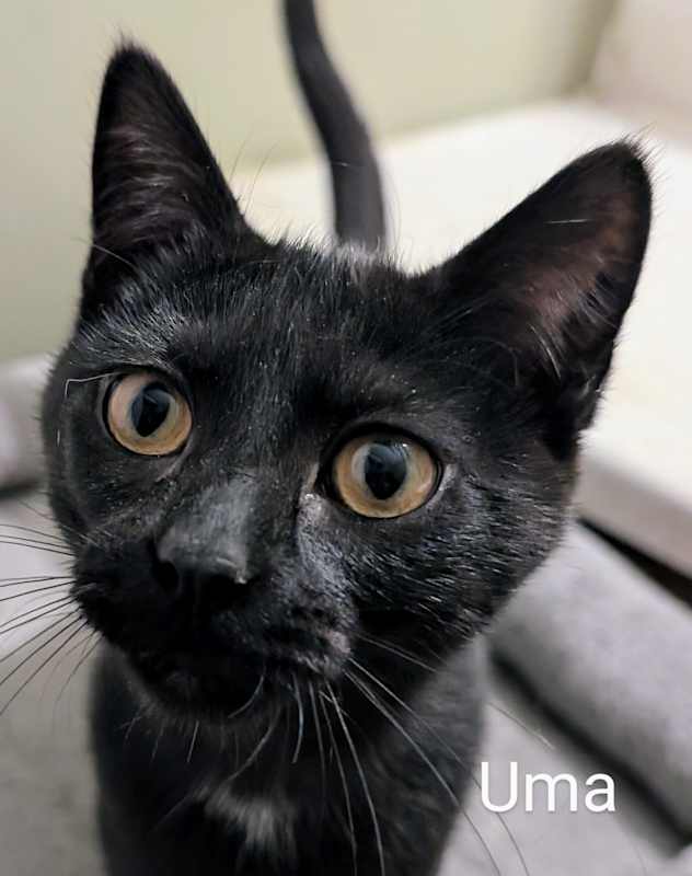 Photo of Uma #image