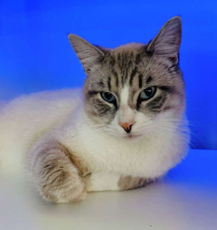 Photo of Marshmellow #image