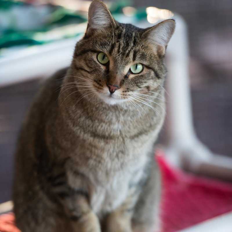Photo of Jinksies #image