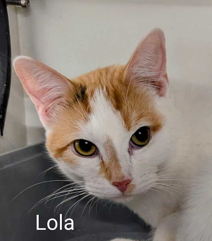 Photo of Lola #image