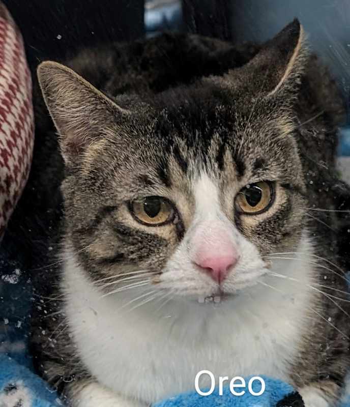 Photo of Oreo #image