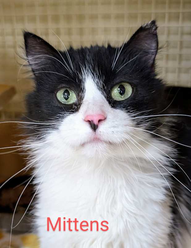 Photo of Mittens #image