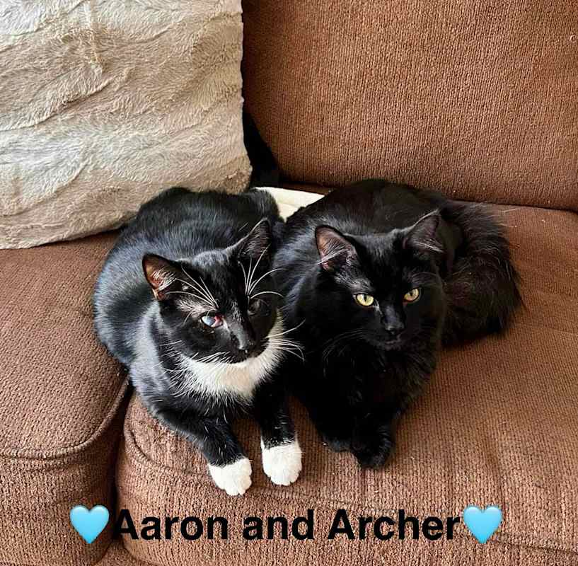 Photo of Aaron and Archer #image