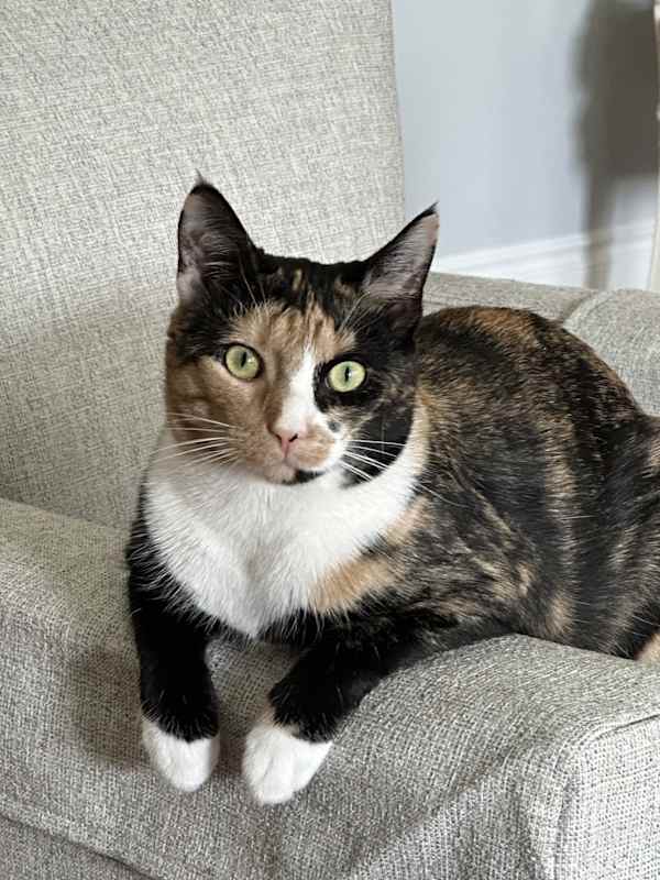 Photo of Shelley #image