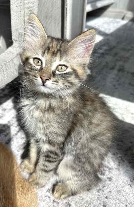 Photo of Daisy #image