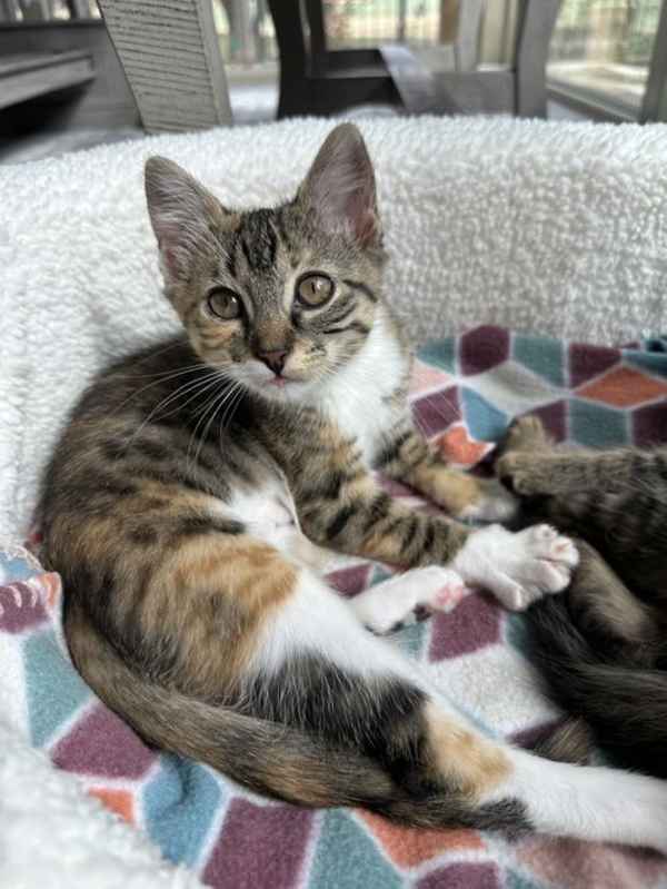 Photo of Daphne #image