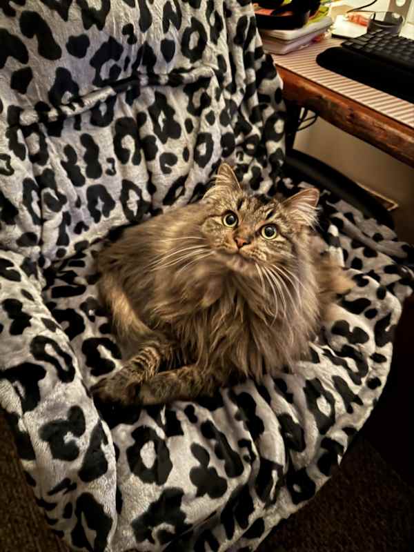 Photo of Ivy #image