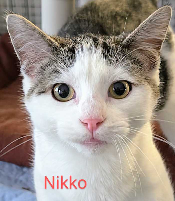 Photo of Nikko #image