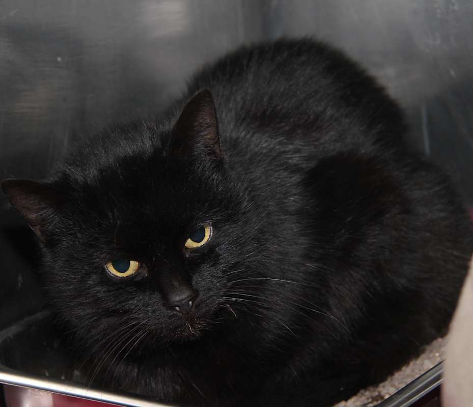 Photo of Catrina (Spayed) #image