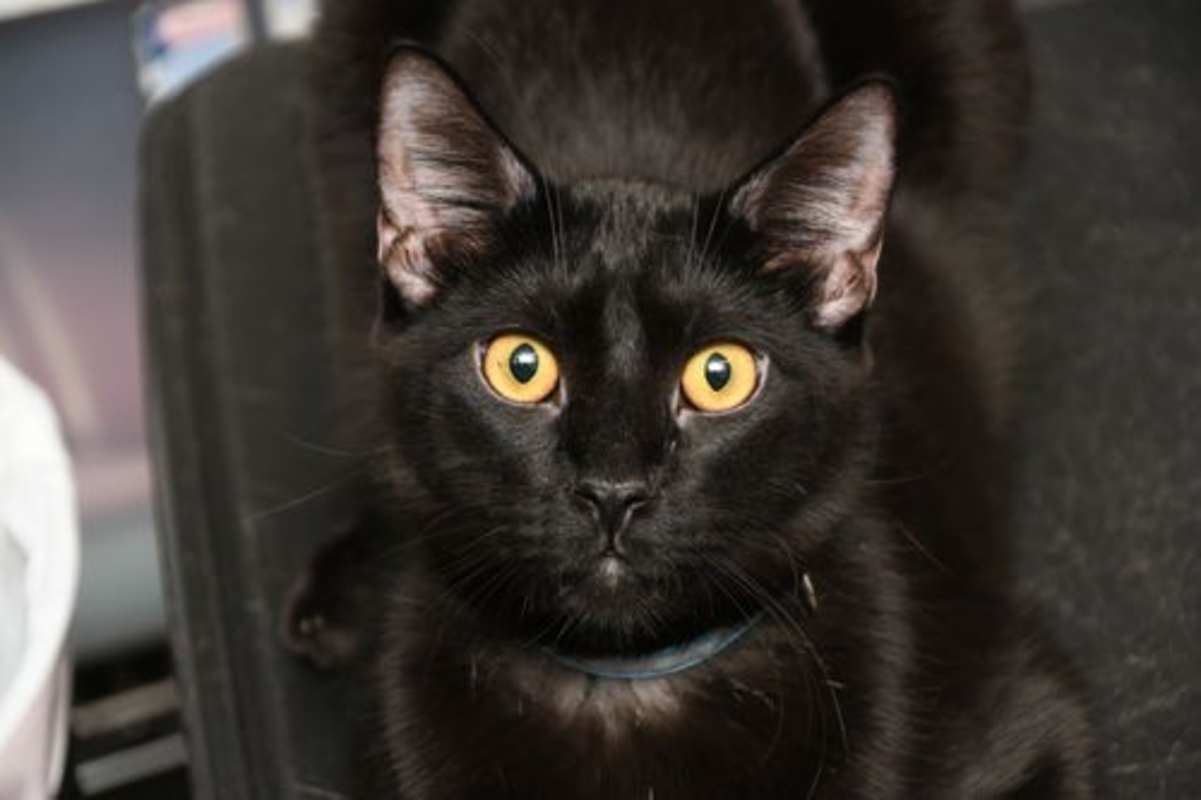Photo of Lionel #image