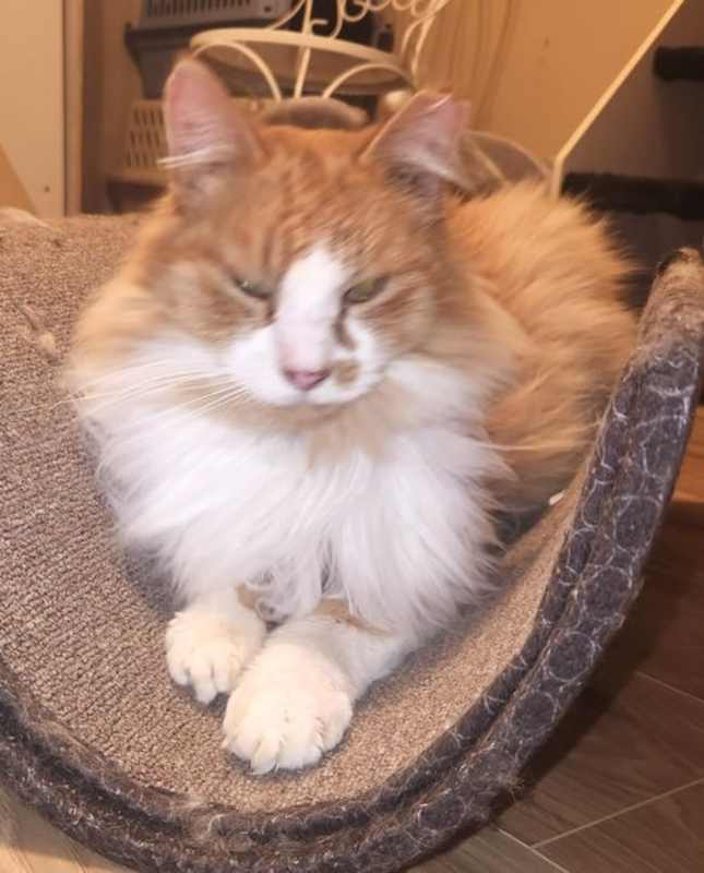 Photo of Archie #image