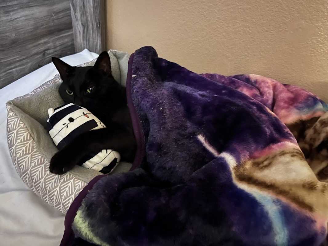 Photo of Zipper "Midnight" 4274 #image