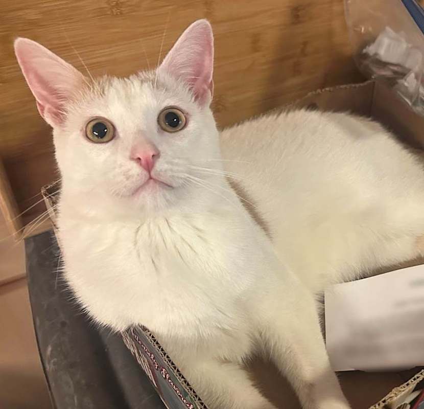 Photo of PIGLET #image