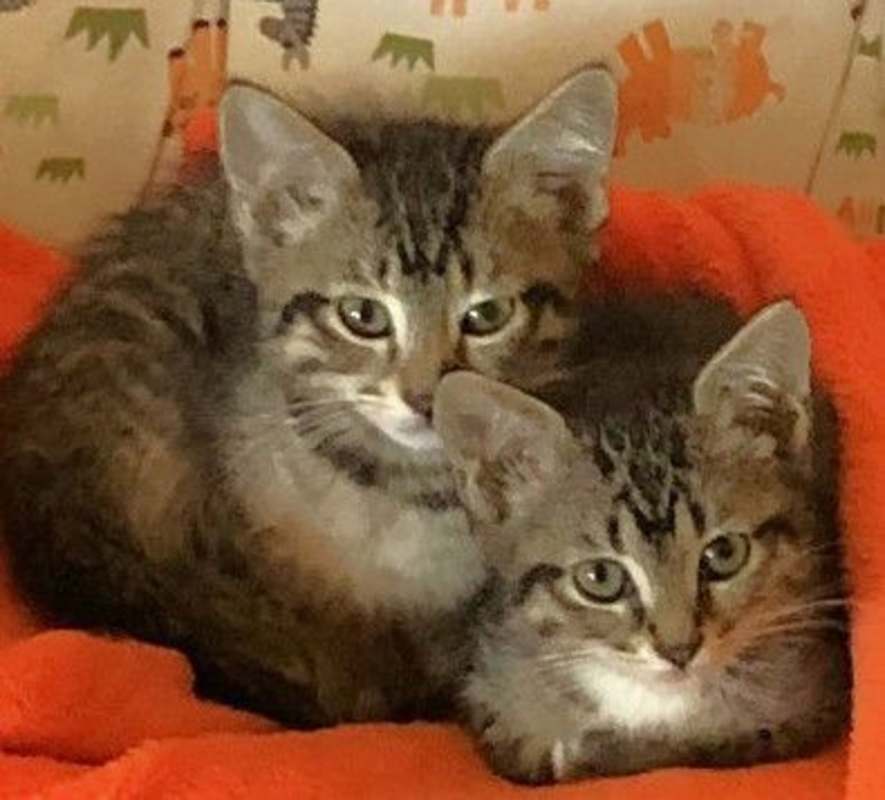 Photo of Rueben and Roxie #image