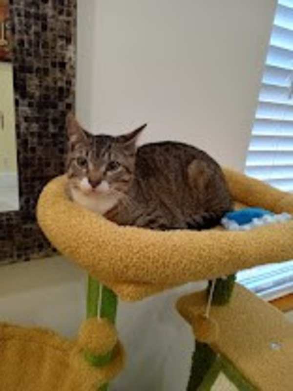 Photo of Snickers #image