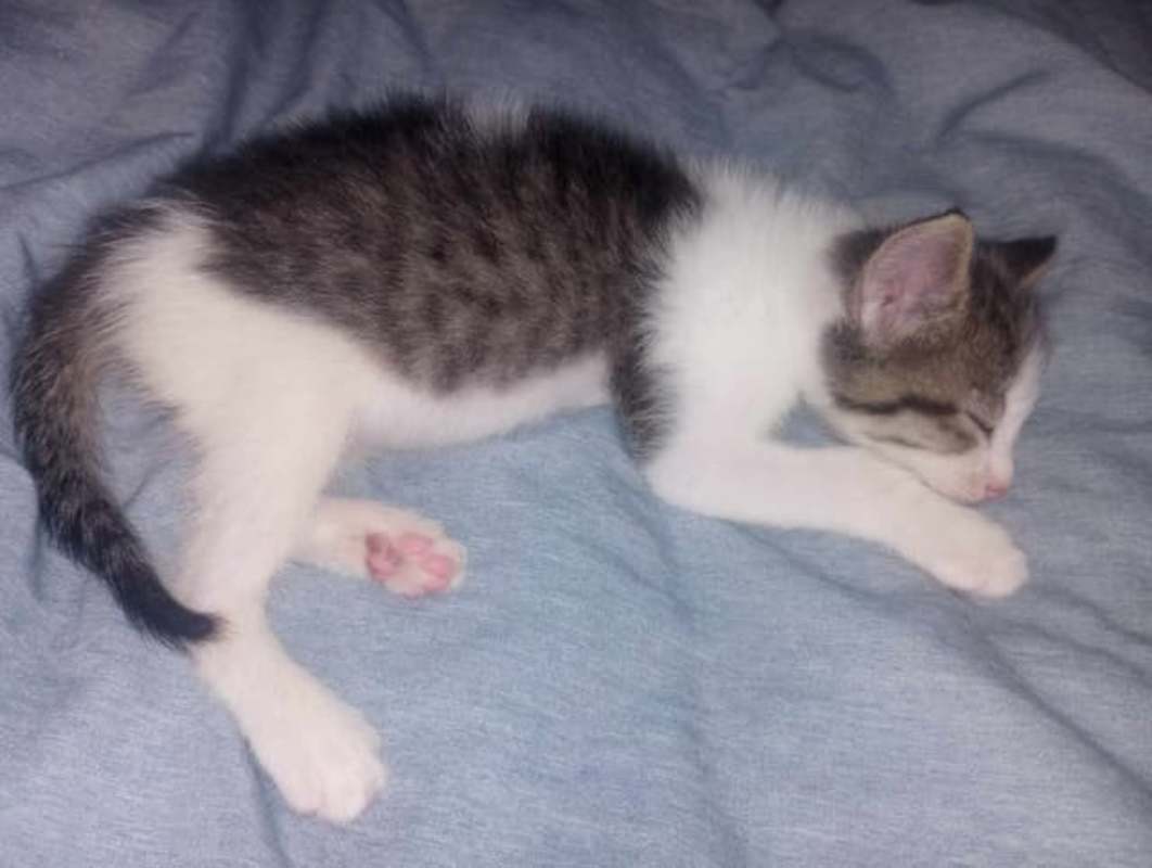 Photo of Twix #image