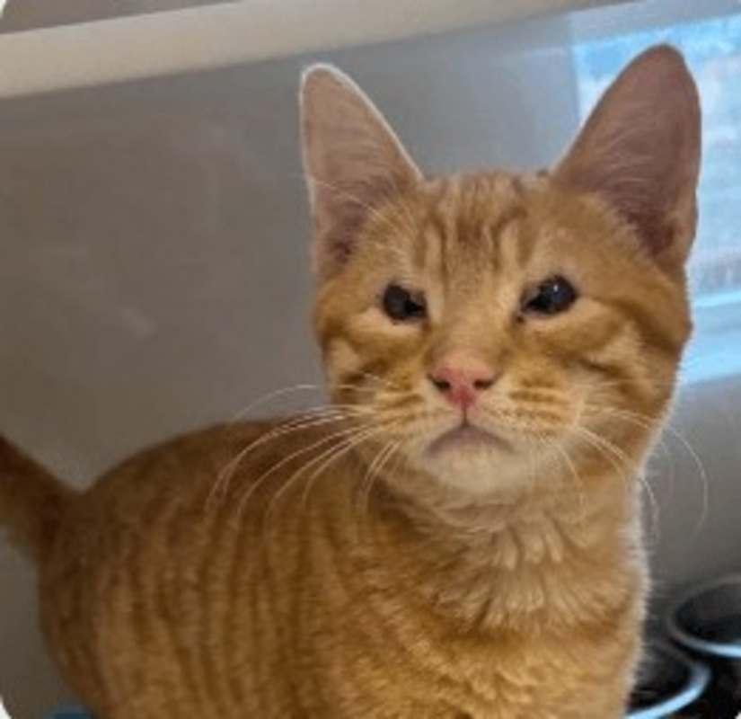 Photo of Ziggy #image