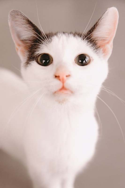 Photo of WAC6 Chandler #image