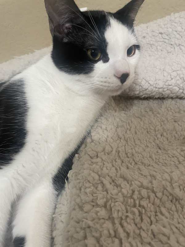 Photo of Tux (Tuxedo) #image
