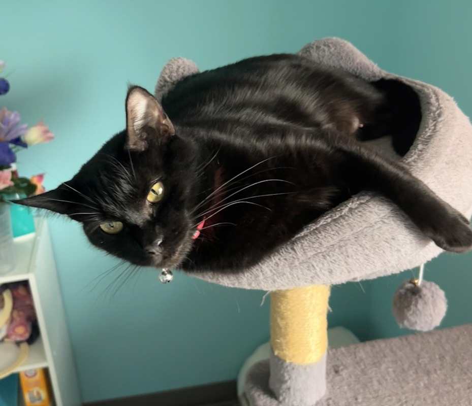 Photo of Stella (Elly) #image