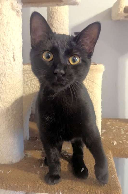 Photo of Salem #image