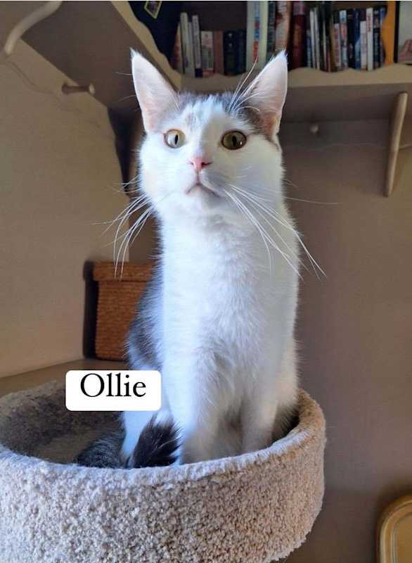Photo of Oliver aka Ollie #image