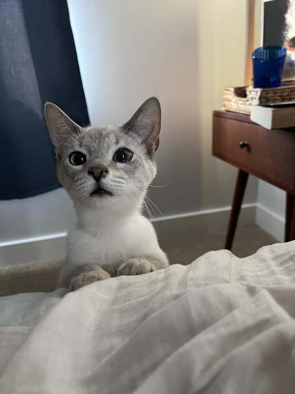 Photo of Griffin #image