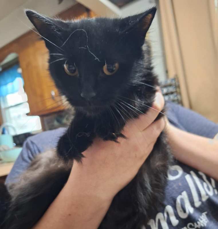 Photo of Smokey #image