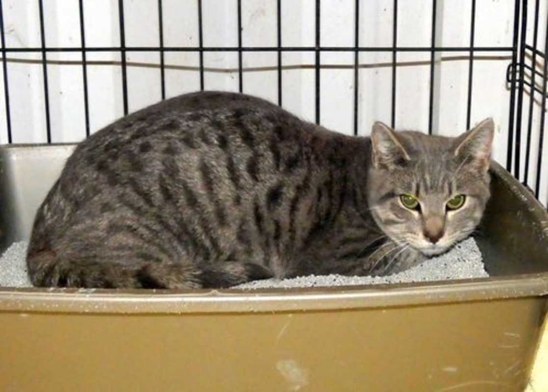 Photo of Rocket 8322 #image