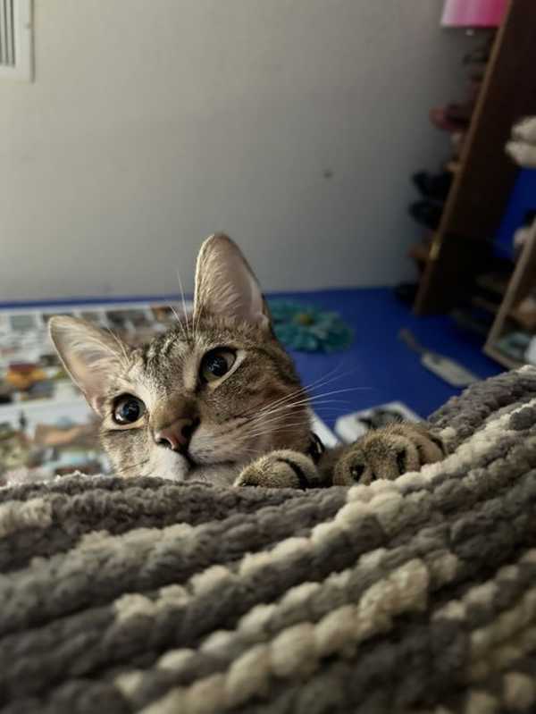 Photo of Hank #image