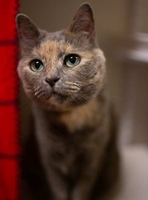 Photo of Luna #image