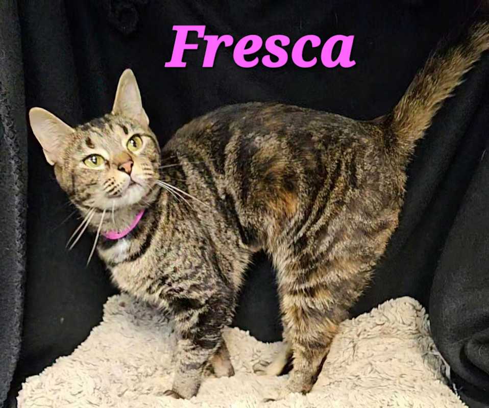 Photo of Fresca #image