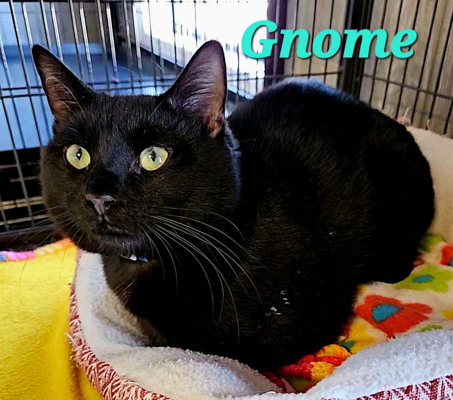 Photo of Gnome #image