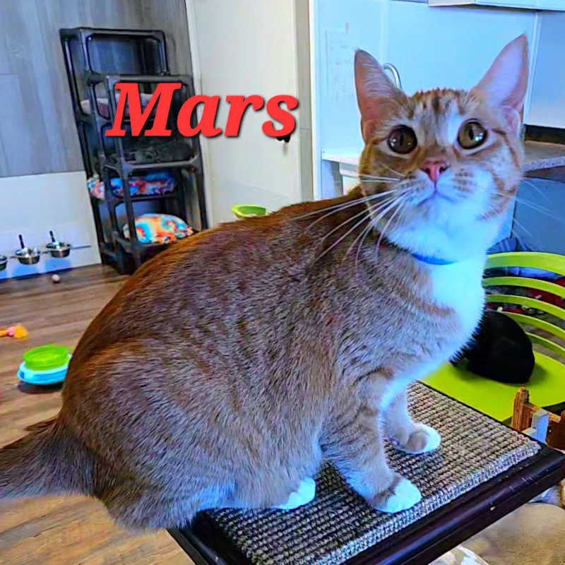 Photo of Mars #image