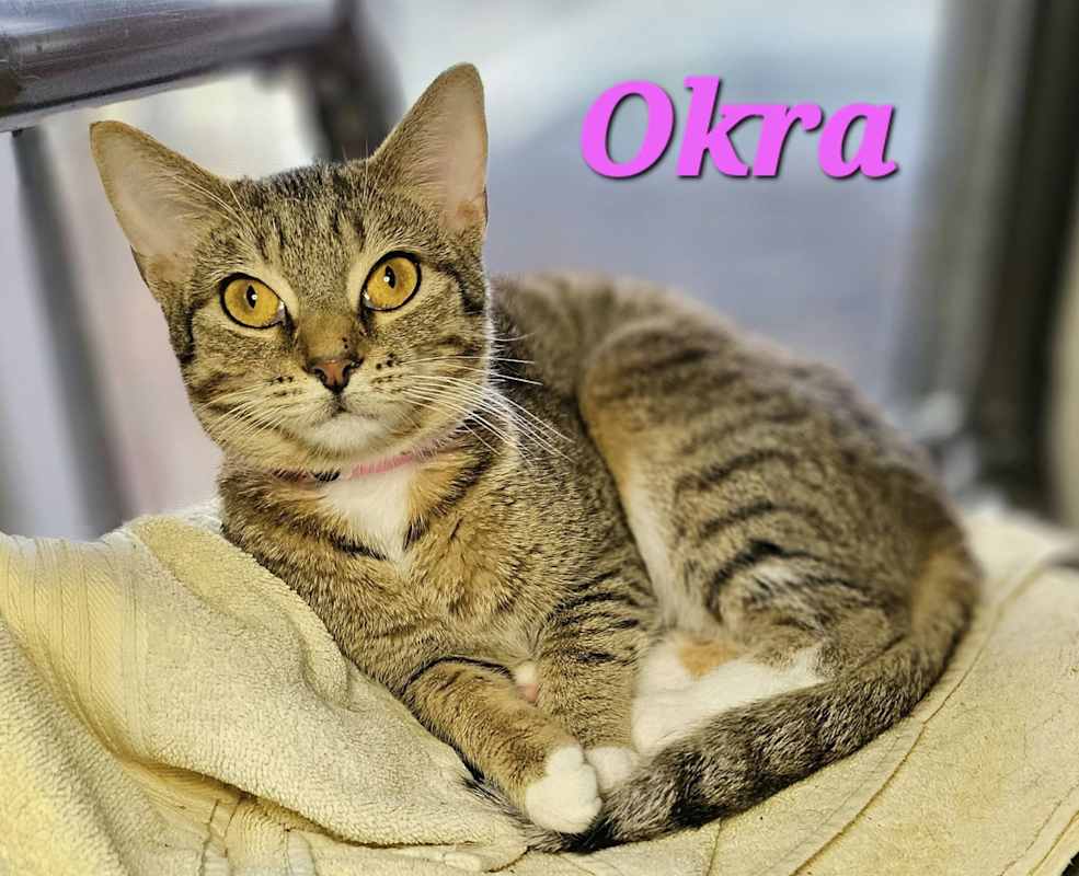 Photo of Okra #image