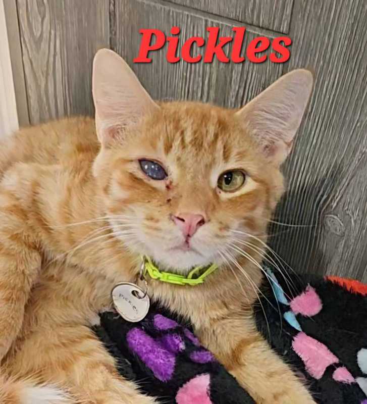 Photo of Pickles #image