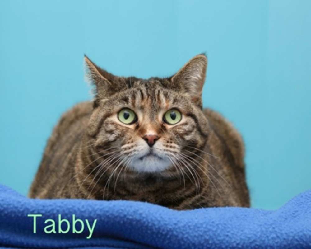 Photo of Tabby #image
