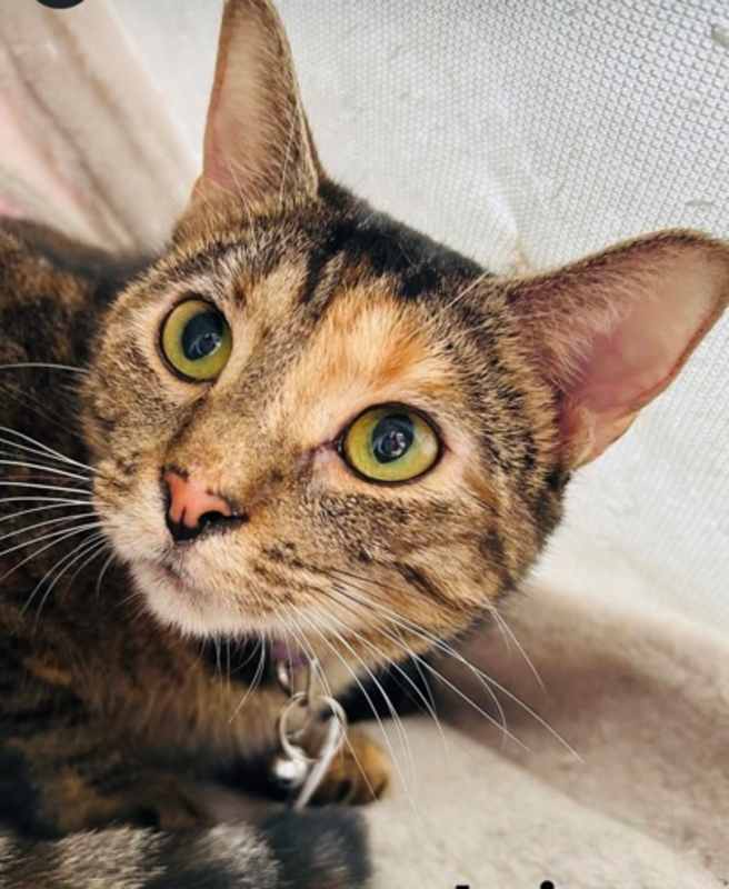 Photo of Josie (Pounce Cat Cafe) #image