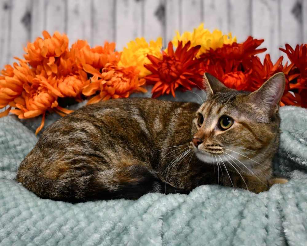 Photo of Shiloh #image