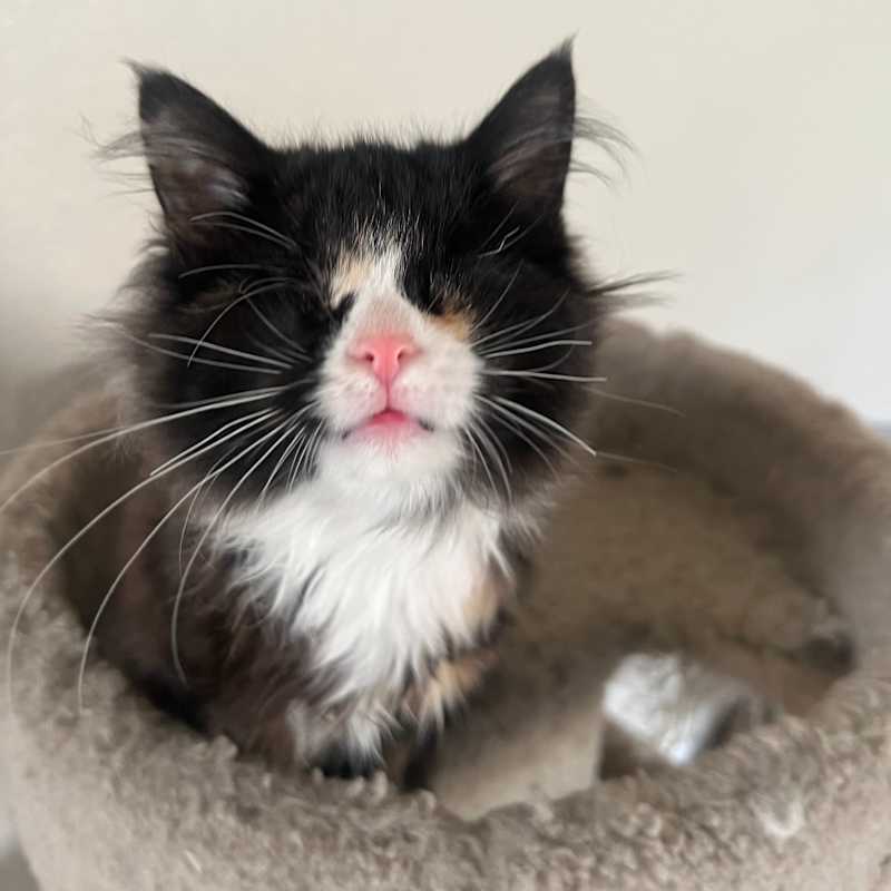 Photo of Lollipop #image