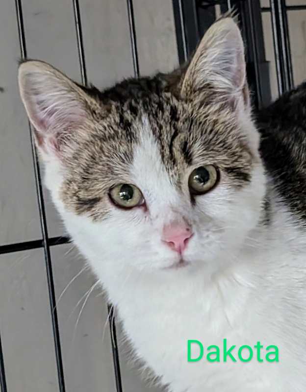 Photo of Dakota #image