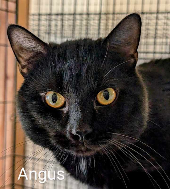 Photo of Angus #image
