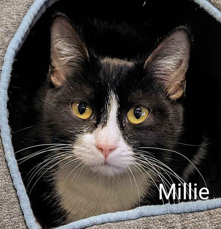 Photo of Millie #image